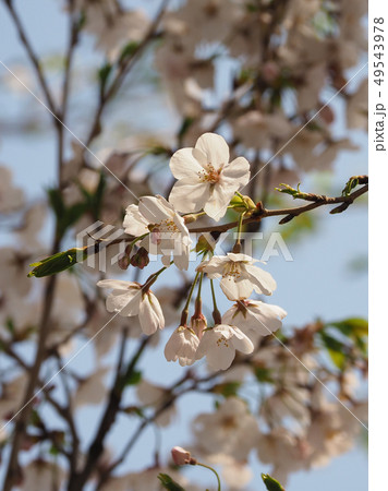 春イメージ(桜の花) 春イメージ(桜の花) 49543978