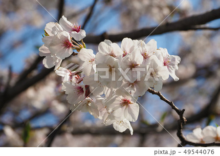 春イメージ（桜の花） 49544076