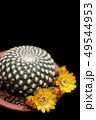 Flower of Sulcorebutia arenacea, cactus. 49544953