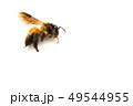 Dead bee on white background. 49544955