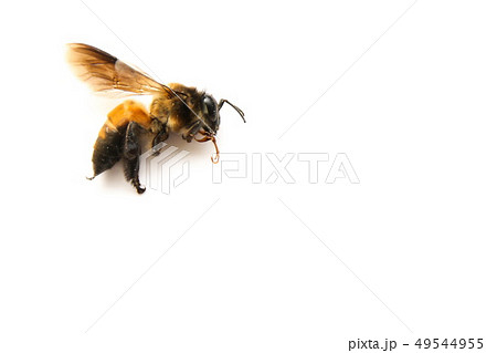 Dead bee on white background. 49544955