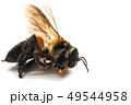 Dead bee on white background. 49544958