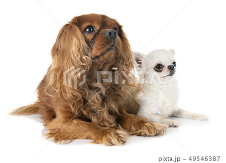 cavalier king charles and chihuahua 49546387