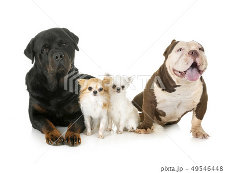 dogs in studioの写真素材 [49546448] - PIXTA