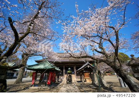 千葉県 桜 中山法華経寺 千葉県 桜 中山法華経寺 49547220