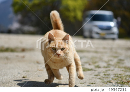 猫・野良猫・茶トラ・チャー坊・オス・快晴・可愛い・飛ぶ・飛行・全力・三月・走る 49547251
