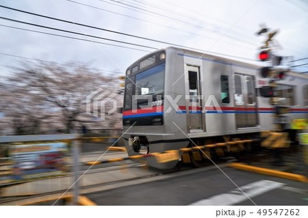 千葉県 桜と京成電車 流し撮り 千葉県 桜と京成電車 流し撮り 49547262