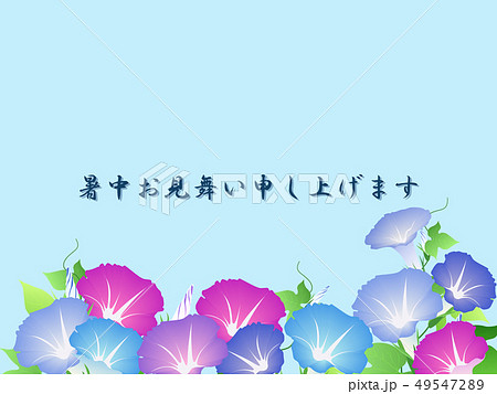 朝顔 朝顔 49547289