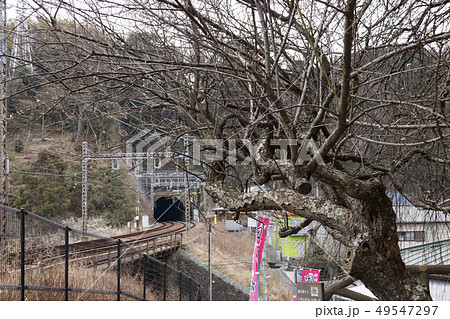 田浦梅園 49547297