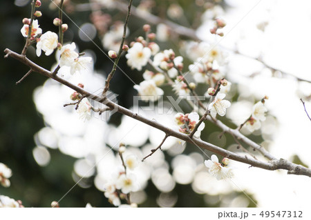 田浦梅園 49547312