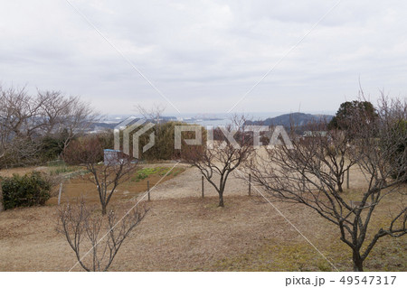 田浦梅園 田浦梅園 49547317