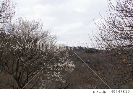 田浦梅園 田浦梅園 49547319