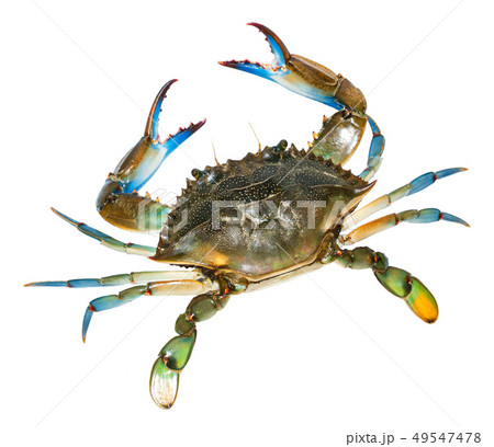 Blue Crab with white background Blue Crab with white background 49547478