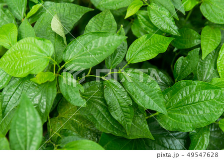 Wildbetal Leafbush (Piper sarmentosum Roxb) leaves Wildbetal Leafbush (Piper sarmentosum Roxb) leaves 49547628