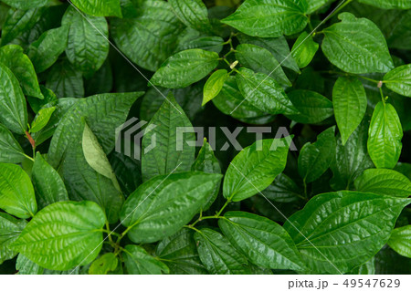 Wildbetal Leafbush (Piper sarmentosum Roxb) leaves Wildbetal Leafbush (Piper sarmentosum Roxb) leaves 49547629