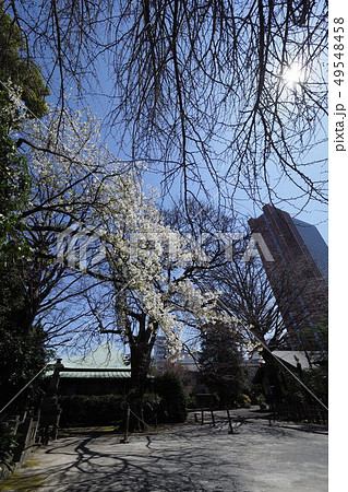 桜咲くお寺の境内 桜咲くお寺の境内 49548458