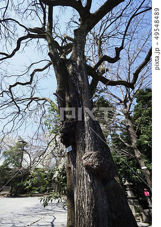 チシャの銘木 チシャの銘木 49548489