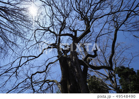 チシャの銘木 チシャの銘木 49548490