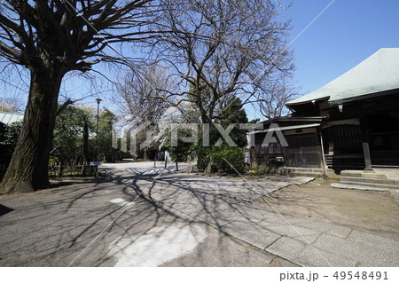 チシャの銘木 49548491