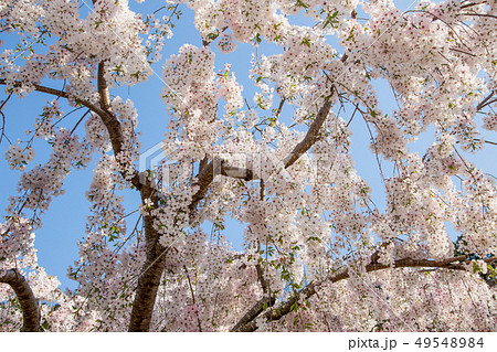 しだれ桜 しだれ桜 49548984
