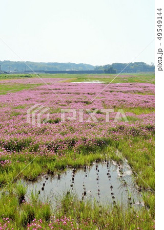レンゲソウ　水田　水たまりの風景　環境のイメージ 49549144