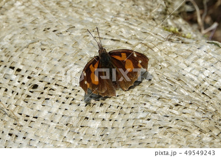 テングチョウ　（天狗蝶） 49549243