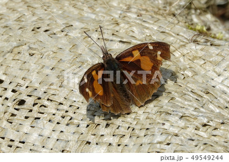 テングチョウ (天狗蝶) テングチョウ (天狗蝶) 49549244