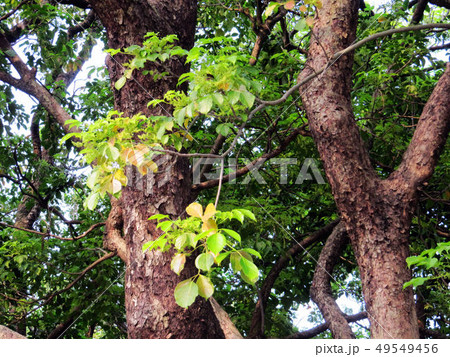 旧跡 史蹟 史跡 49549456