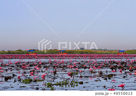 ノンハン湖の蓮の花 ノンハン湖の蓮の花 49550013