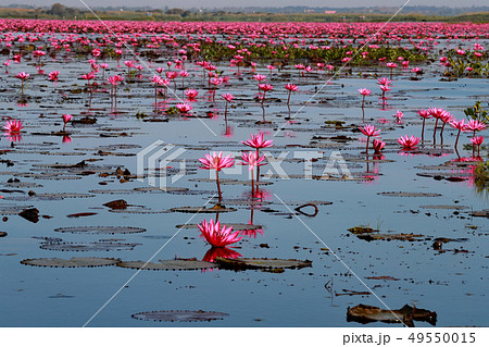 ノンハン湖の蓮の花 ノンハン湖の蓮の花 49550015