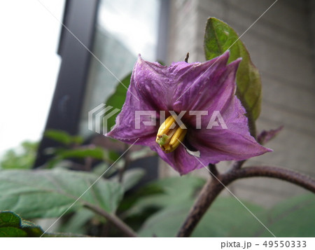 ナスの花 49550333