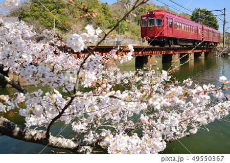 桜とうめ星電車 49550367