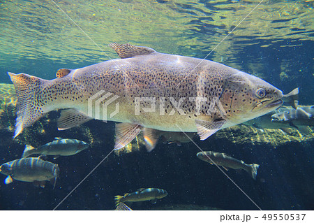 信州サーモン 49550537