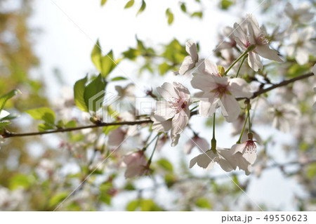 葉桜からの木漏れ日の写真素材