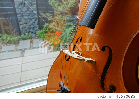 チェロ　庭の見える窓辺で 49550635