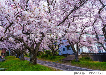 円応寺の桜 【佐賀県武雄市】 円応寺の桜 【佐賀県武雄市】 49551172