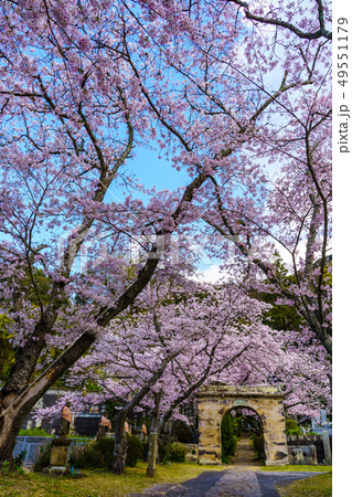 円応寺の桜 【佐賀県武雄市】 円応寺の桜 【佐賀県武雄市】 49551179