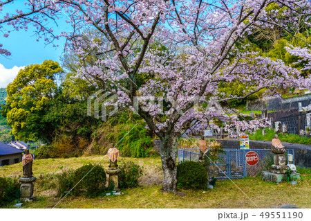 円応寺の桜 【佐賀県武雄市】 円応寺の桜 【佐賀県武雄市】 49551190