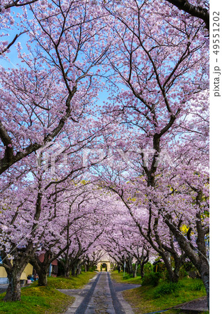 円応寺の桜　【佐賀県武雄市】 49551202