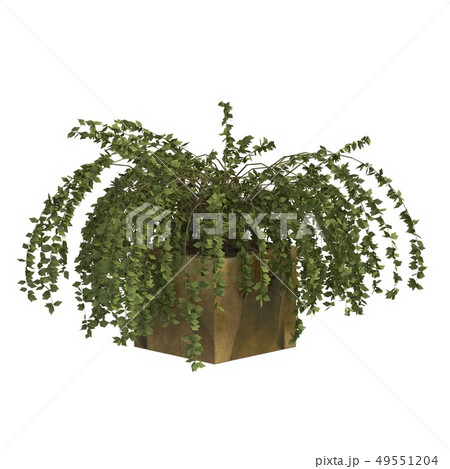 Indoor plant 3d illustration isolated on the white background 49551204