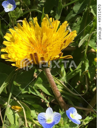 たんぽぽ たんぽぽ 49551470