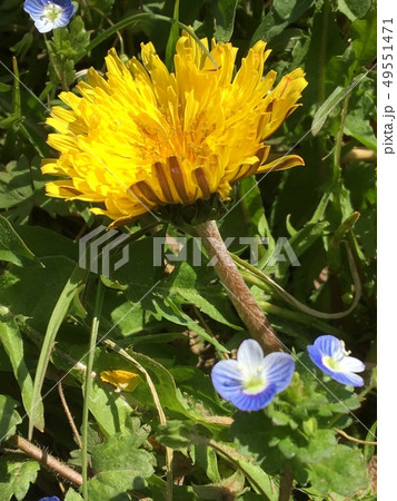 タンポポ タンポポ 49551471