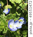 オオイヌフグリ 49551472