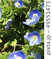 オオイヌフグリ 49551473
