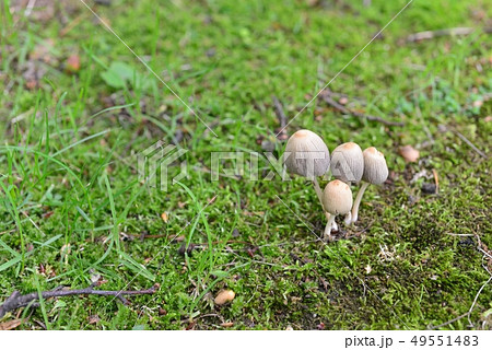 ヒメヒガサヒトヨタケ 49551483