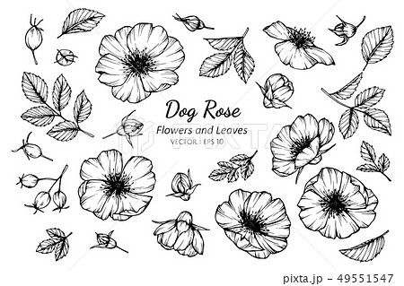set of dog rose flower and leaves drawing 49551547
