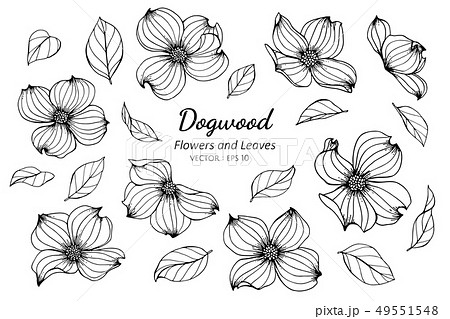 set of dogwood flower and leaves drawing 49551548