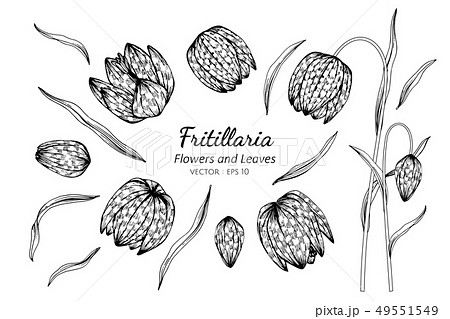 set of fritillaria flower and leaves drawing 49551549