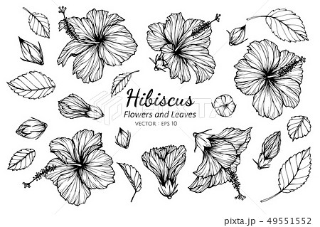How To Draw Hibiscus Flower Easy Step By Step | Drawing Lesson 6 | Pencil  Sketch - YouTube