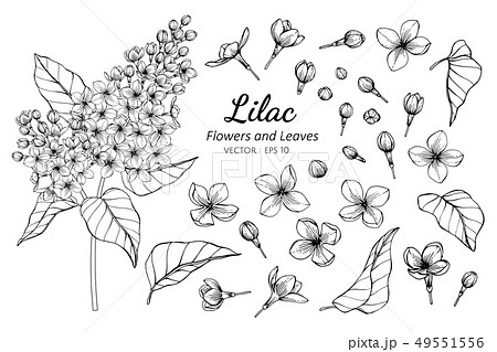 Set Of Lilac Flower And Leaves Drawingのイラスト素材